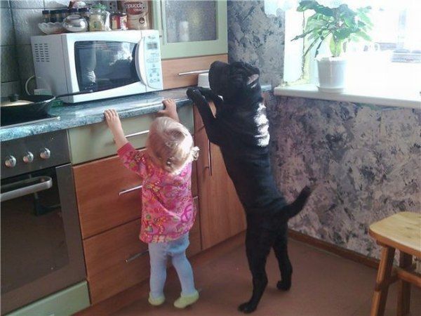 These funny animals (38 pics)