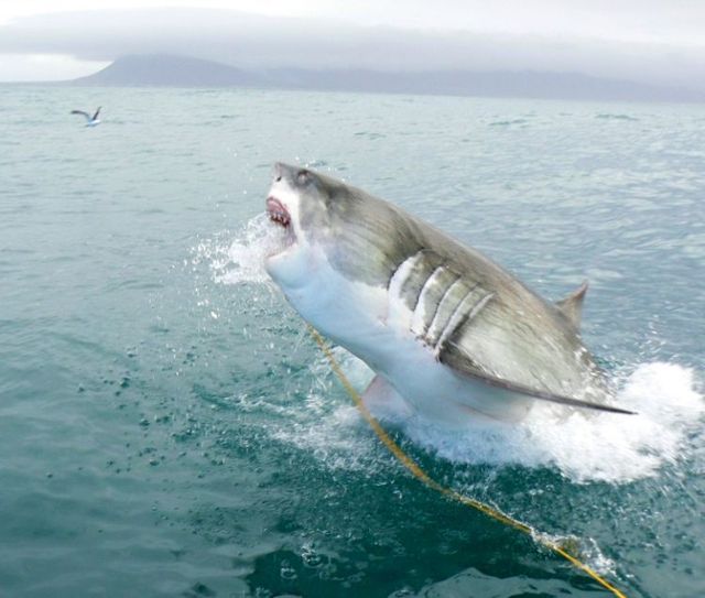 White shark leaps (7 pics)