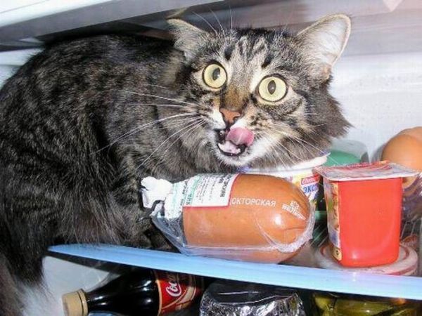 These funny animals (48 pics)