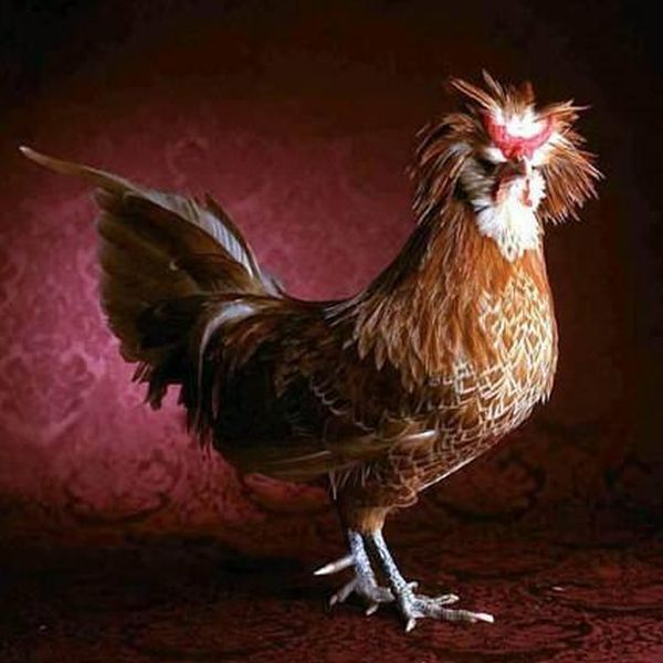 Beautiful chickens around the world (17 pics)