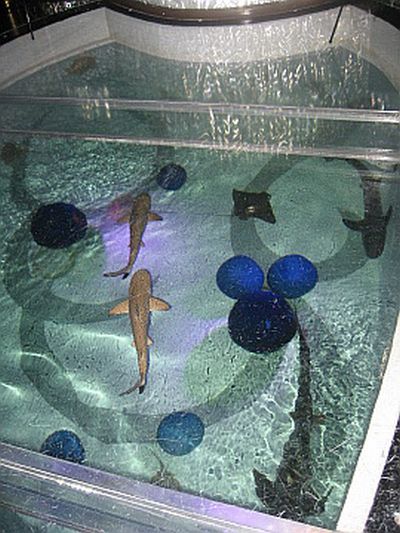 Bar with an aquarium dancefloor filled with sharks (8 pics)