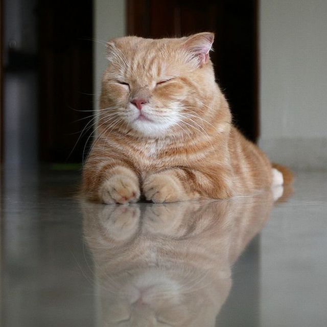 Garfield in real life (43 photos + 2 videos)