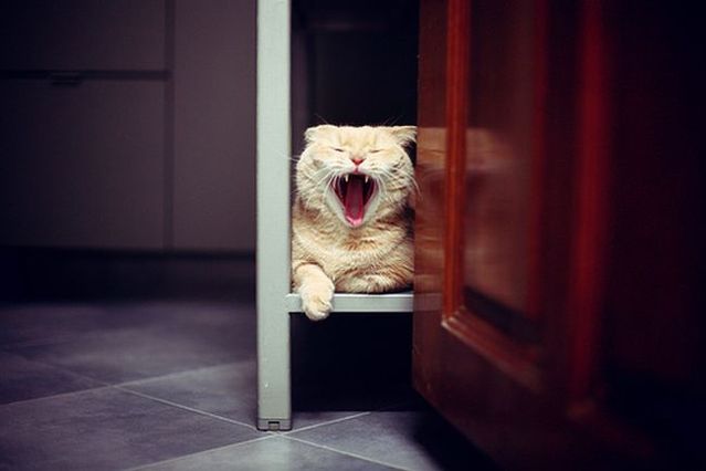 Garfield in real life (43 photos + 2 videos)