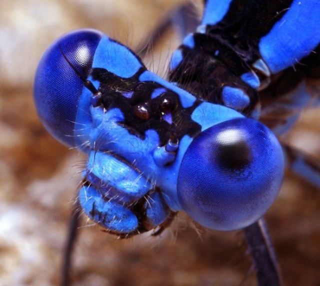 Insects and spiders (65 photos)