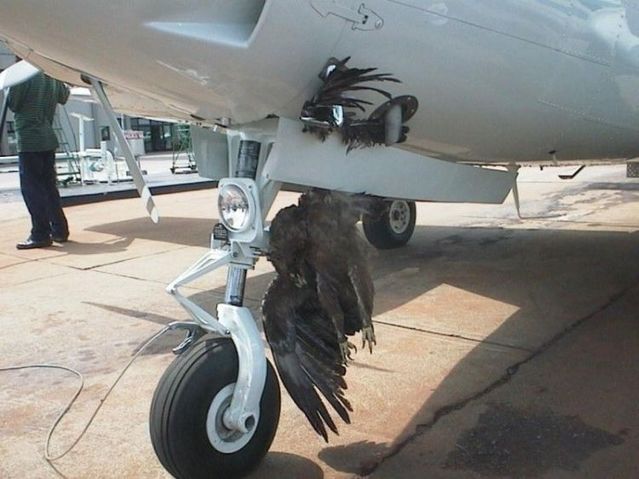 Mid-air collisions with birds (25 pics)