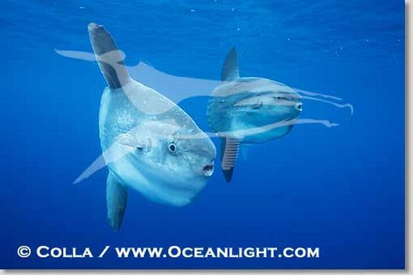 Ocean sunfish photographs (13 pics)