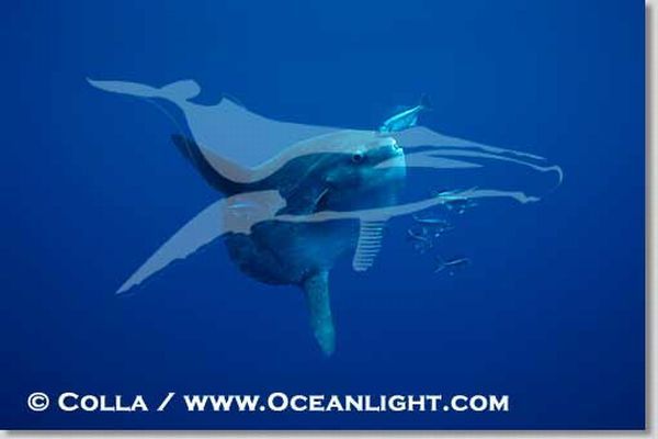 Ocean sunfish photographs (13 pics)