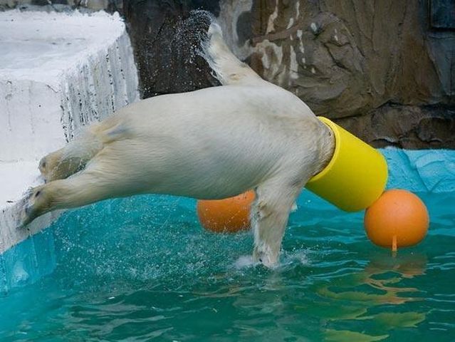 Polar bears know how to have fun (6 pics)