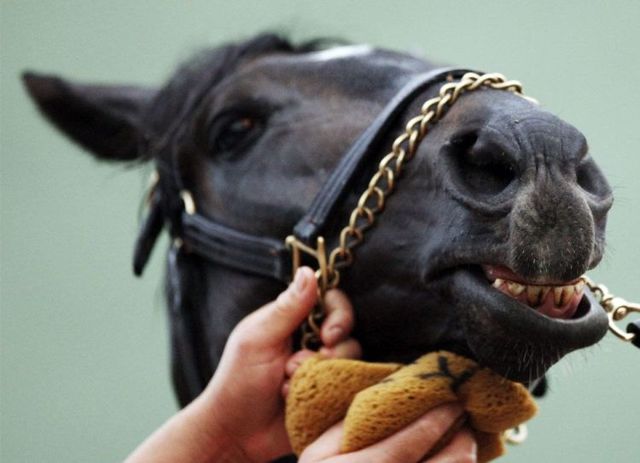 Beautiful pictures of The Kentucky Derby (29 pics)
