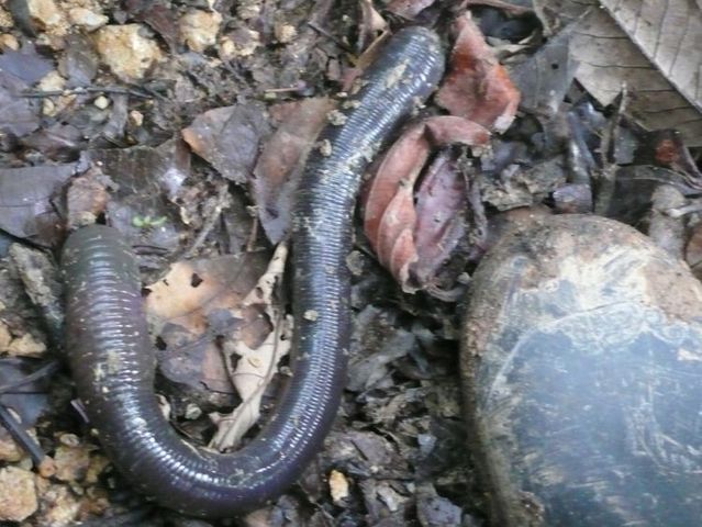 Ecuador worm (14 pics)