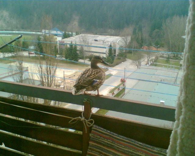 Unexpected surprises on the balcony (5 photos)