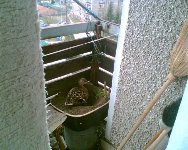 Unexpected surprises on the balcony (5 photos)