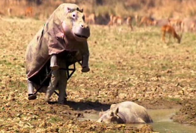 The study of hippos in their natural environment (7 pics)
