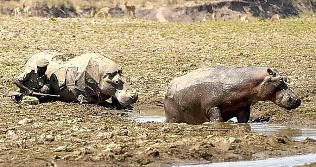 The study of hippos in their natural environment (7 pics)