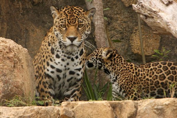 Baby jaguar and his mother (25 pics)