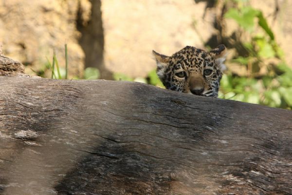 Baby jaguar and his mother (25 pics)