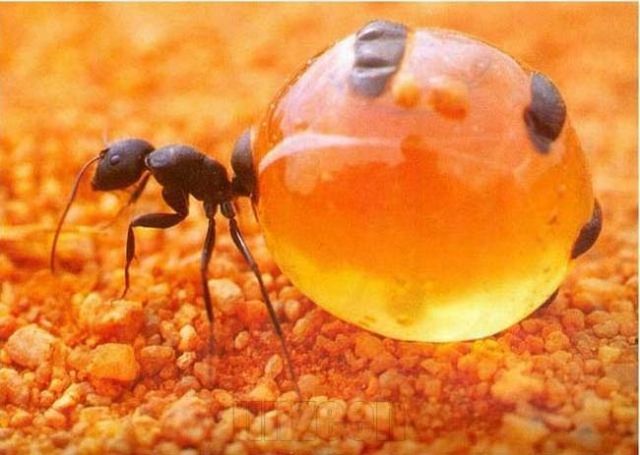 Honeypot ants (5 pics)