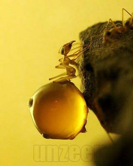 Honeypot ants (5 pics)