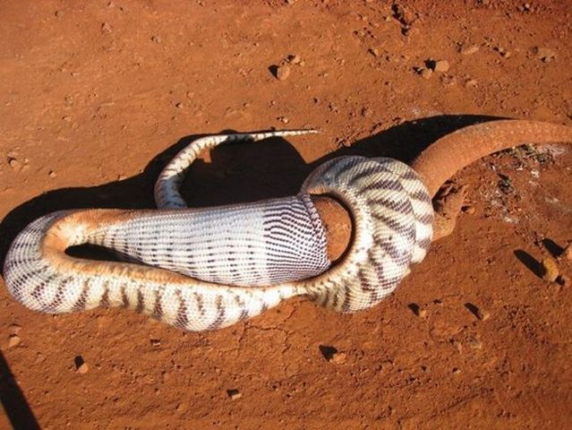 Snake eating a goanna (11 pics)
