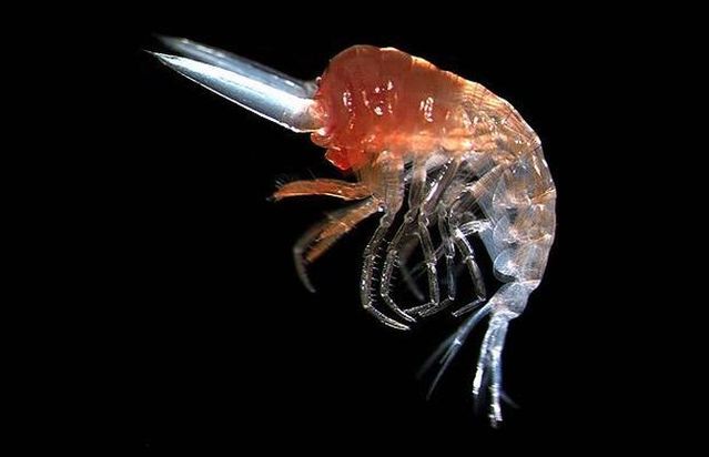 Unbelievable creatures from the underwater depths (31 pics)