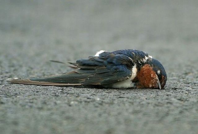 Story of a poor birdie (13 pics)