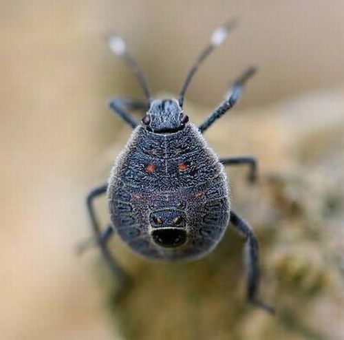 Animals and insects with human faces (10 pics)