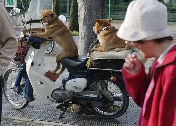 Biker dogs (20 pics)
