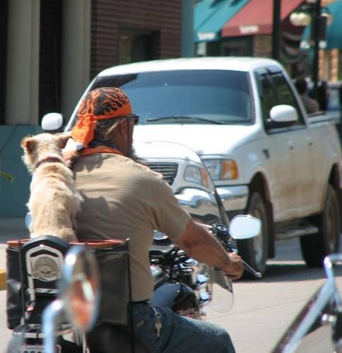 Biker dogs (20 pics) - Izismile.com