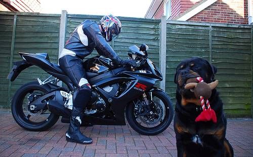 Biker dogs (20 pics) - Izismile.com