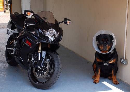 Biker dogs (20 pics) - Izismile.com