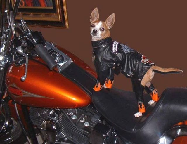 Biker dogs (20 pics) - Izismile.com