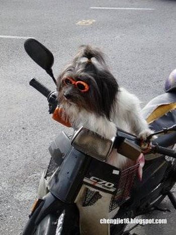 Biker dogs (20 pics) - Izismile.com