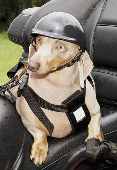 Biker dogs (20 pics) - Izismile.com