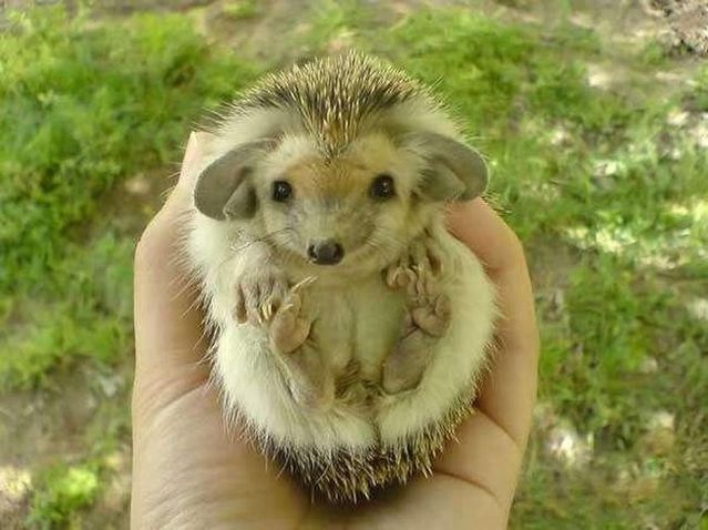 Positive emotion of the day. Little big-eared hedgehog (8 photos)