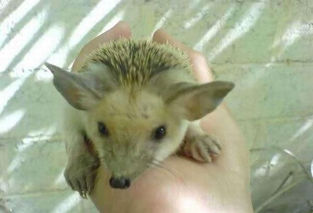 Positive emotion of the day. Little big-eared hedgehog (8 photos)