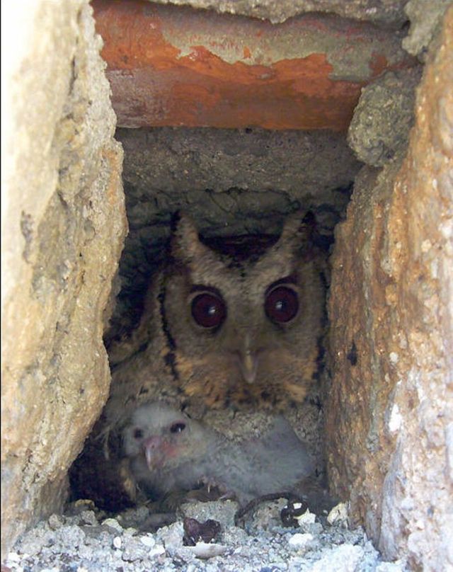 Apartment of an owl in a city (12 pics)