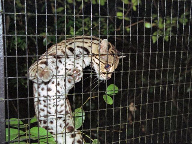 Rare species of the Felidae family (23 photos + 1 video)