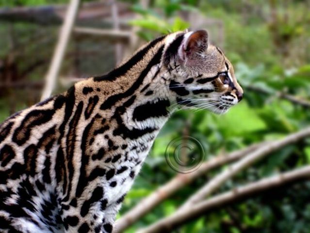 Rare species of the Felidae family (23 photos + 1 video)