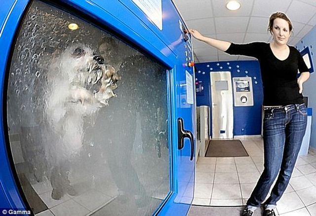 How people wash their pets (7 pics)