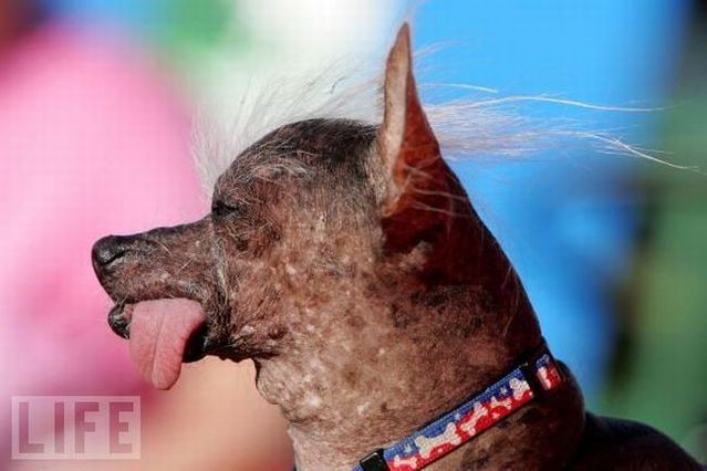 The ugliest dogs in the world (24 pics)