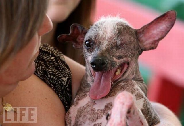 The ugliest dogs in the world (24 pics)