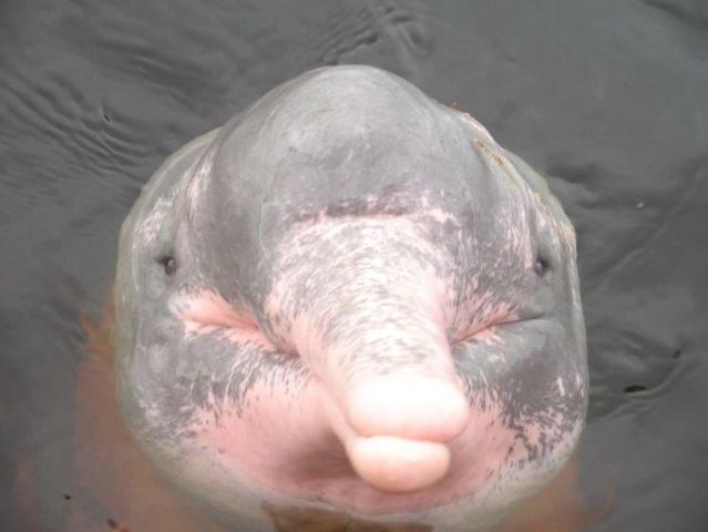 Incredible River Dolphins (17 pics)
