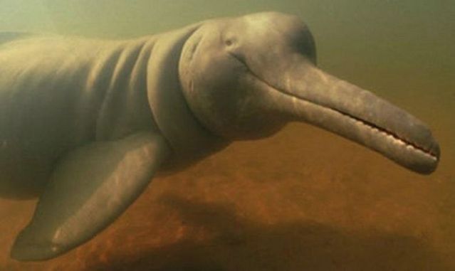 Incredible River Dolphins (17 pics)
