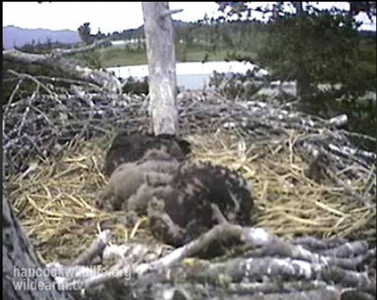Camera in the nest of an eagle live (webcast) 