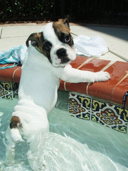 These funny animals (55 pics)