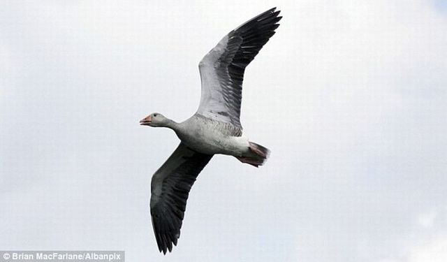 Goose’s incredible landing on water (4 photos)