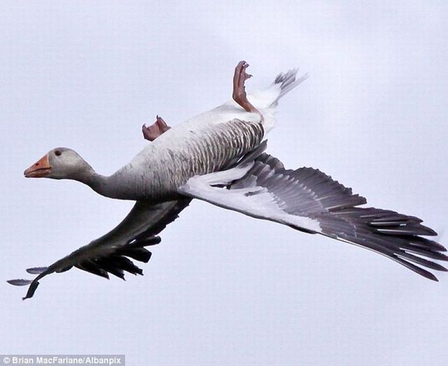 Goose’s incredible landing on water (4 photos)