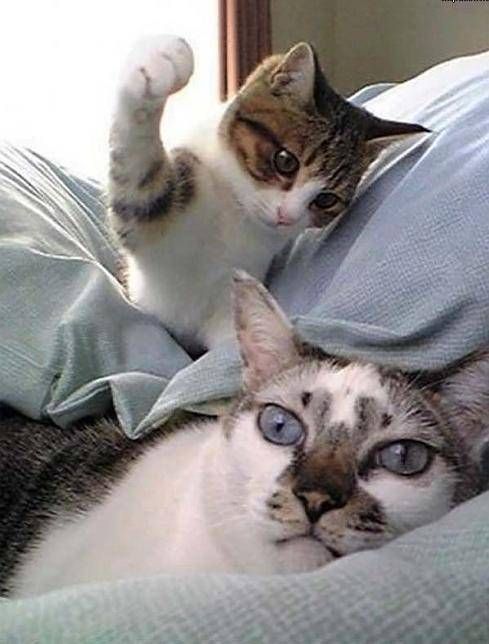 These funny animals (45 pics)