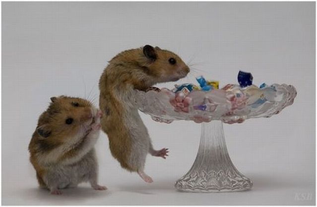 Life of hamsters  (10 pics)