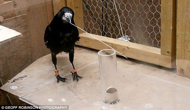 The Rook is a highly intelligent bird (4 pics)